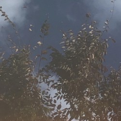 あざやか (Trees) -Live Recordings-