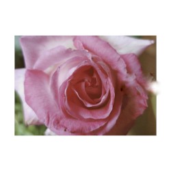 Cassettes as Flowers - Notes on Experimentation With Cassette Tapes