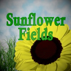 Sunflower Fields (Sunny Mix)