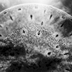 Live at Cultural Center Luchtbal, Antwerpen Belgium. October 27th 2000