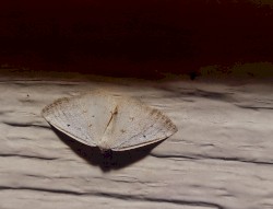 Fairchild Spring Waking