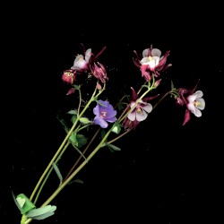 Cut Up Piano & Xylophone