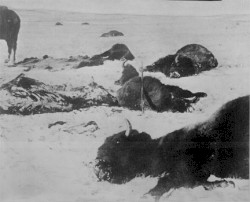 The Origin of the Chaul