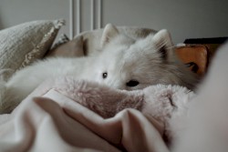 Music for Sleeping Pups