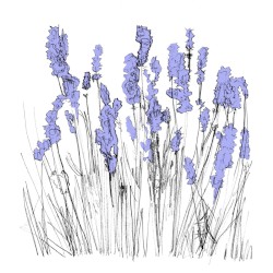 Music To Watch Seeds Grow By 006: Lapalace (Lavender)