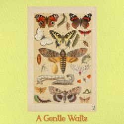 The Beetle & The Butterfly