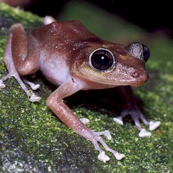 Eleutherodactylus cooki