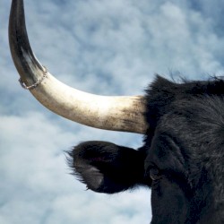 “10. @mqndy (@eden_html anthem)”