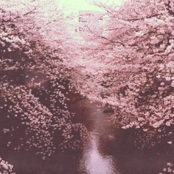 Hanami EP