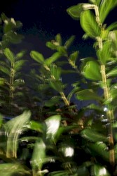 Resemble a Dream Rabbit, the doll chronicle (b)