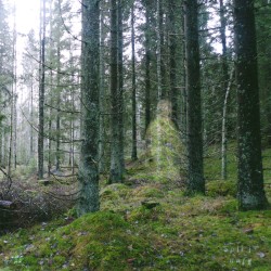 𝒮𝓅𝒾𝓇𝒾𝓉 𝒲𝒶𝓁𝓀