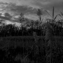 The Strange Demeanor Of Solitude