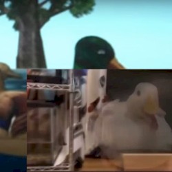 ducks rotate but they disappear? respond to VIOLET W send for DJ NHK GUY, dj printgocco, 7777777