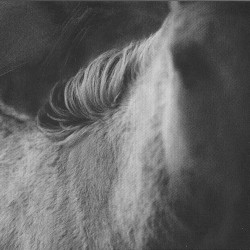 Rue Octavio Mey / Fleur des murailles