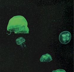 The Most Gorgeous Sleep