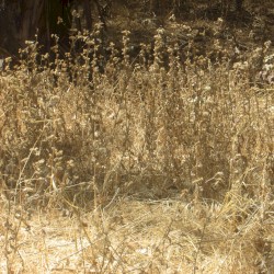 August Nature Walk EP