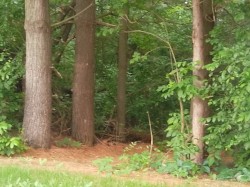 September 12th Fairchild Daydream 1