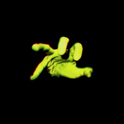 The Curse of the Selby Tigers