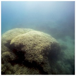 The Pavona Clavus Brain