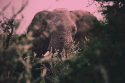 Loxodonta