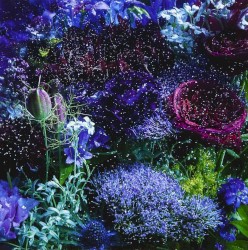 あなたに出会わなければ~夏雪冬花~ / 星屑ビーナス