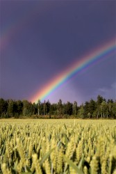 Everything Fell Away and I Left Myself Behind