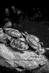 The Matrix of Ignoramus Well-Being