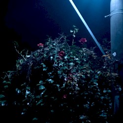 Nachtschwänze (Erweiterte Momente)