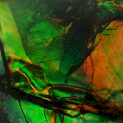 Ammolite