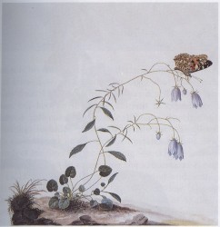 I: The Suicide Tree / II: A Rose From the Dead