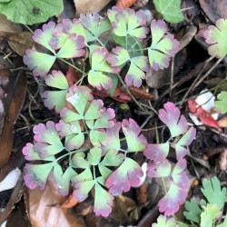 a prisim casts the morning light as a rainbow across a flower