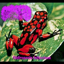 Hidropesía Infecciosa