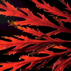 Autumn Colors