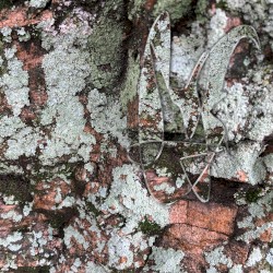 Slow and Distant Corrosion