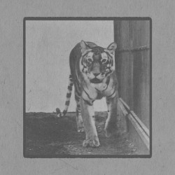 Tigress Walking and Turning Around