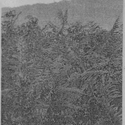 Birchbark