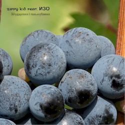 Збудження І Гальмування