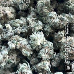 Steady Strains Sampler (Deluxe Edition)