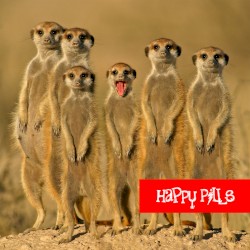 Happy Pills