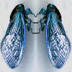 Cicatrice