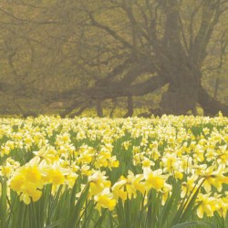 Corridors of Blissterday