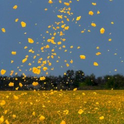 see u next summer✌️