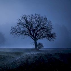 Cherua (night version)