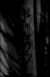 With Black Branches.. Scars and Wounds, the Painful Memories...