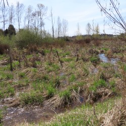 Mill Creek, WA (04-04-2025)