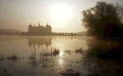 Not from this world - Forest of LOVE