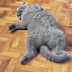 Let Me Sleep Human