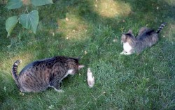 Seeing Little Ghosts Everywhere