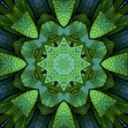 Madre de las plantas