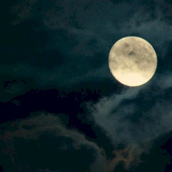 Planting Flowers After Dark